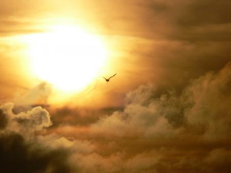 Etre un oiseau  !!